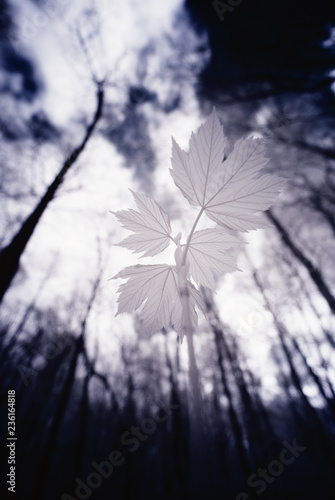 forest in infrared -nopeople photo