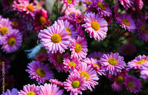 Flowers chrysanthemum  chrysanthemums in autumn  chrysanthemums annuals.