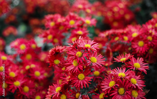 Chrysanthemums in the  Botanical Garden © Igor Luschay
