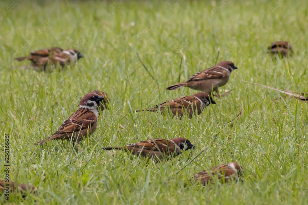 Small sparrows come together join group on green grass background Small sparrows come together join group on green grass background
