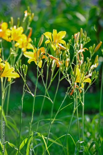 yellow flowers in the garden