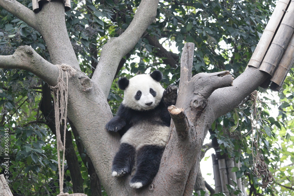 Obraz premium Panda Cub is Having Fun on the Tree