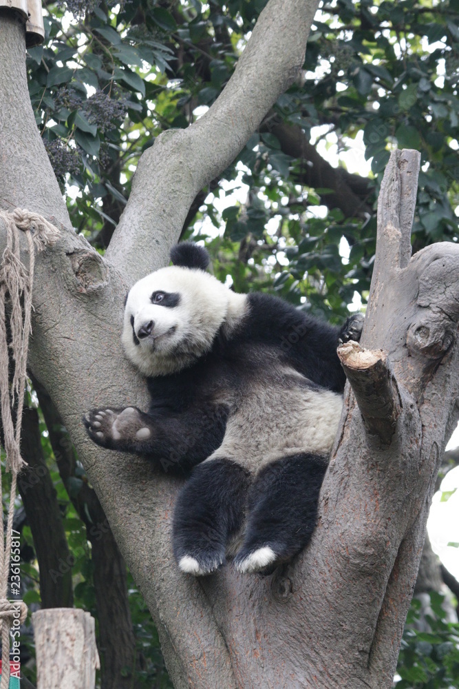 Obraz premium Panda Cub is Having Fun on the Tree
