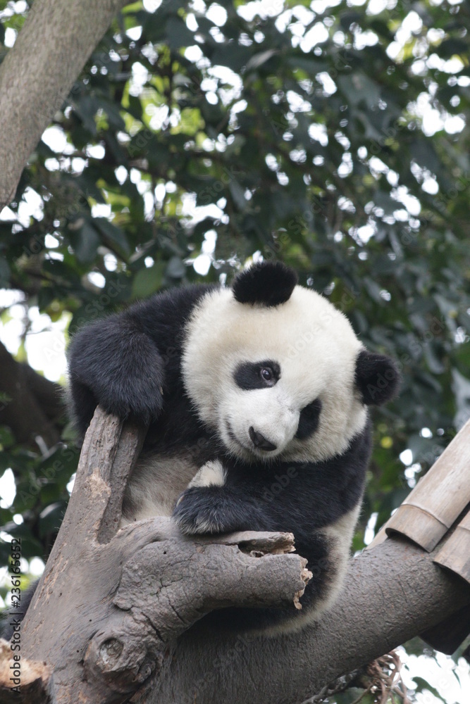 Obraz premium Panda Cub is Having Fun on the Tree
