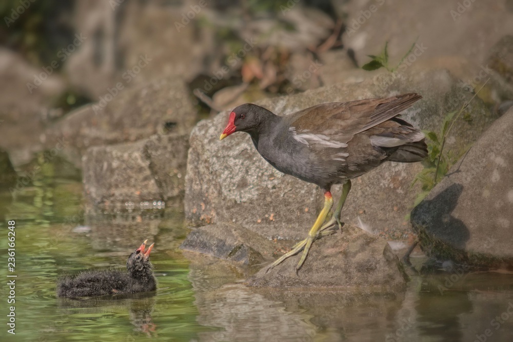 Moorhen Family Moorhen Family