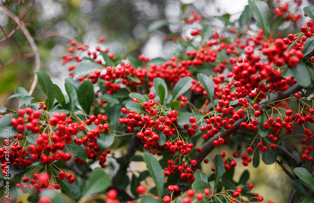 Pyracantha Bush in the garden Pyracantha Bush in the garden