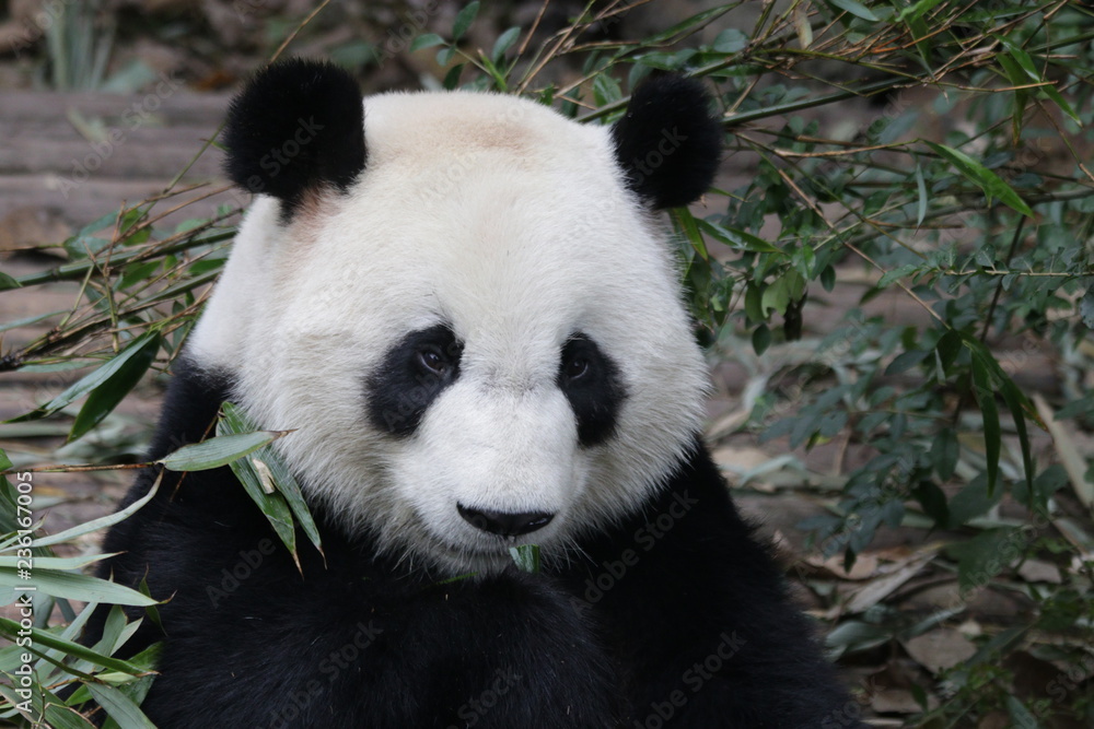 Close up Beautiful face of Giant Panda, Chengdu Base, China Close up Beautiful face of Giant Panda, Chengdu Base, China