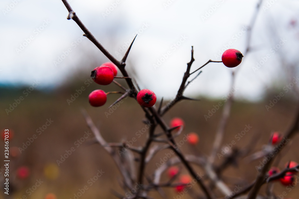 Crataegus monogyna Crataegus monogyna