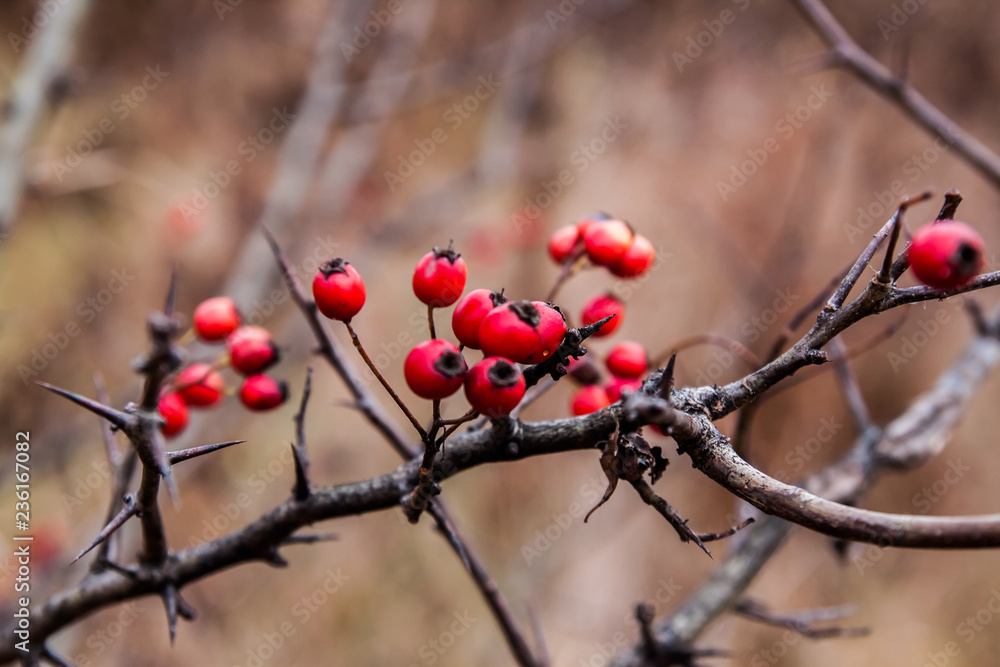 Crataegus monogyna Crataegus monogyna