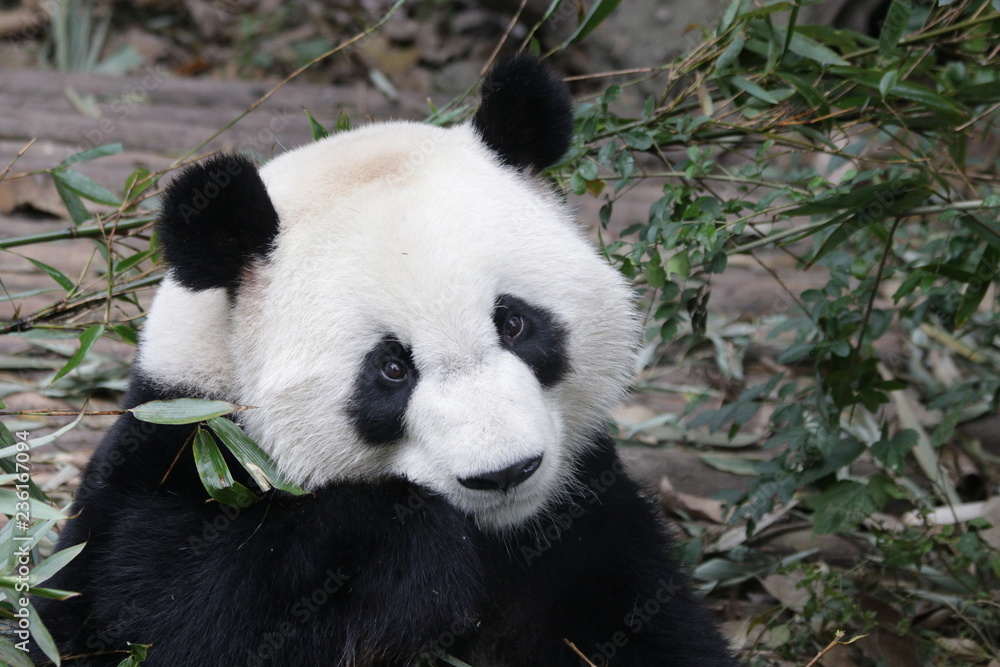 Fototapeta premium Close up Beautiful face of Giant Panda, Chengdu Base, China