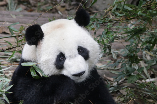 Close up Beautiful face of Giant Panda  Chengdu Base  China