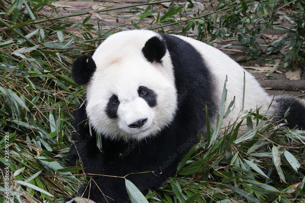 Curious Giant Panda Curious Giant Panda