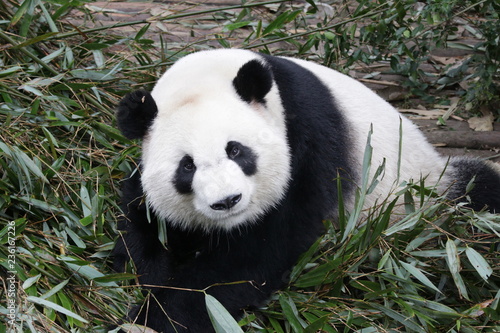 Fototapeta Naklejka Na Ścianę i Meble -  Curious Giant Panda