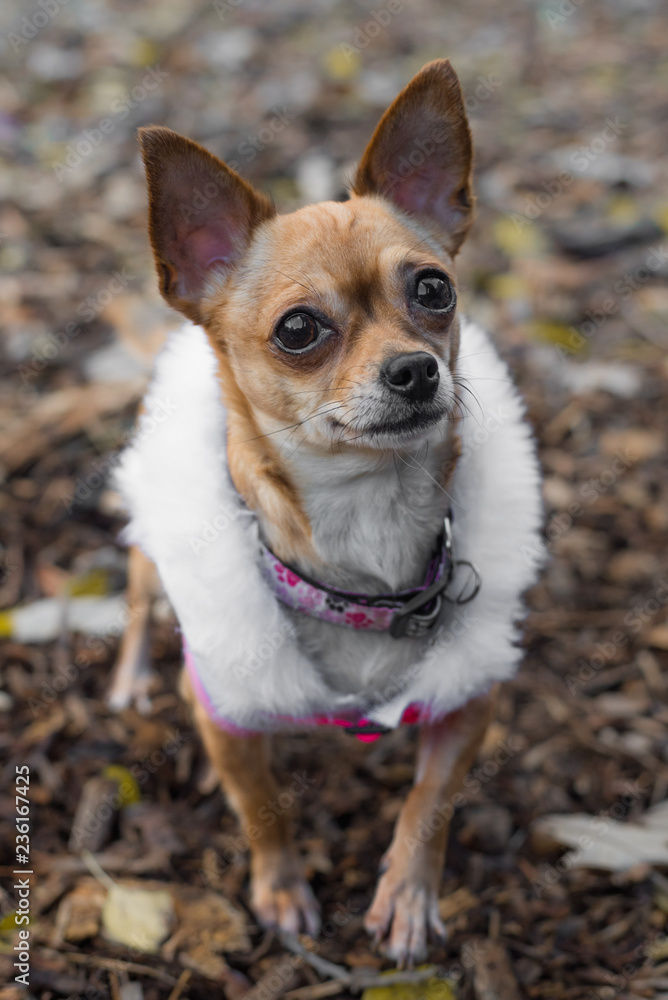 Obraz premium Gretel