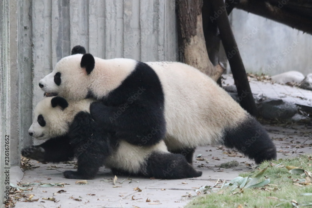 Fototapeta premium Precious Moment of Mother Panda and her Cubbie, China
