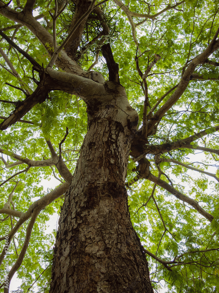 Low angle view of a big leafy tree Low angle view of a big leafy tree