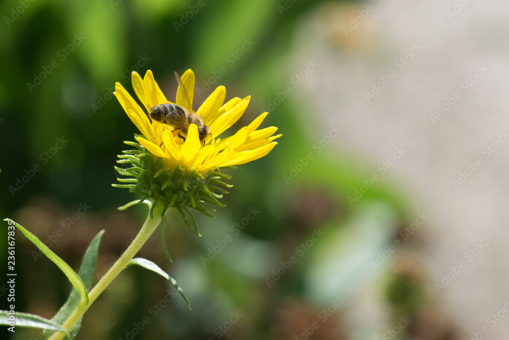 bee on yellow flower