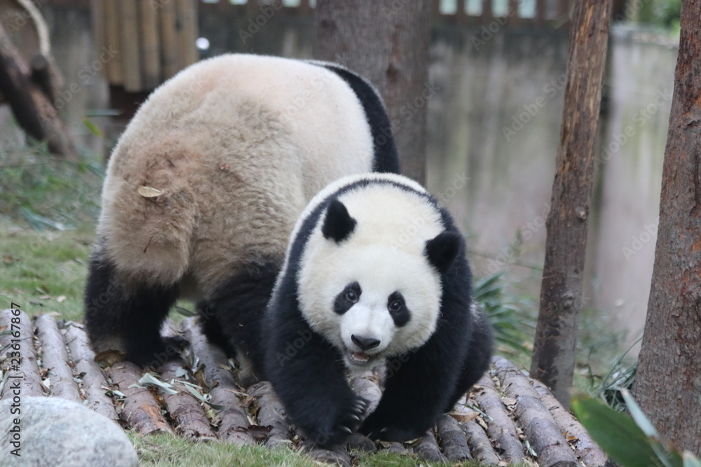 Fototapeta premium Mother Panda and Her Cub, Bonding of Love, China