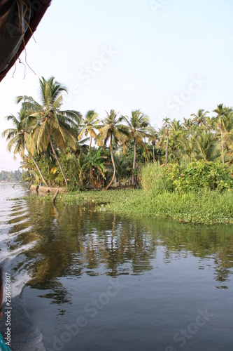 palm trees on the lake