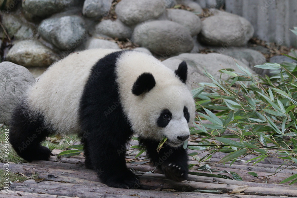 Fototapeta premium Little Panda Cub on the Tree, China