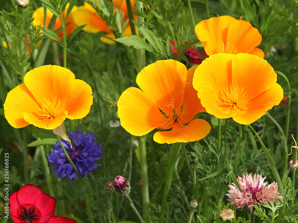Fototapeta premium Eschscholtzia californica