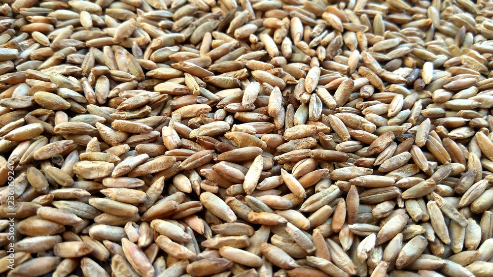 Natural raw rye grains texture background. Top view close up photography Natural raw rye grains texture background. Top view close up photography
