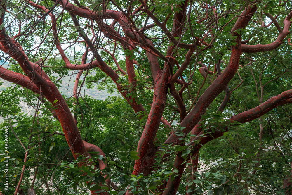 Fototapeta premium Crooked red branches background