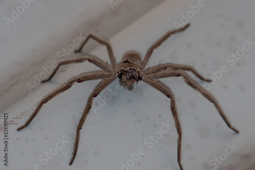 Huntsman Spider (Holconia montana)
