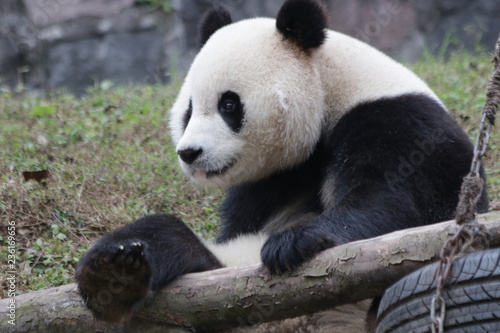 Fototapeta Naklejka Na Ścianę i Meble -  Little Panda Cub on the Tree, China