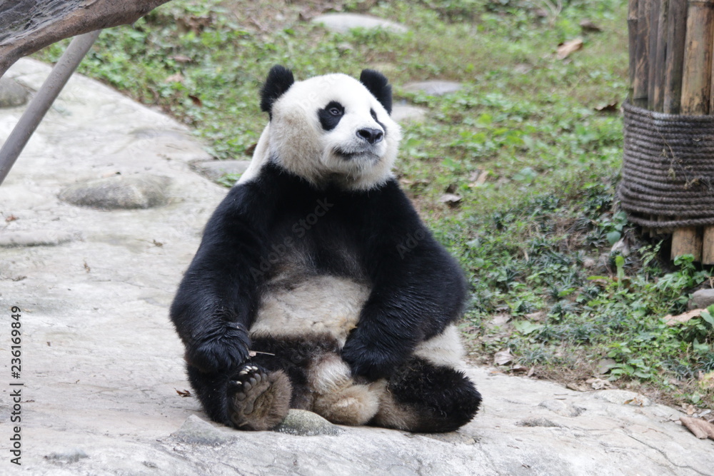 Obraz premium 3 Legs Panda in China