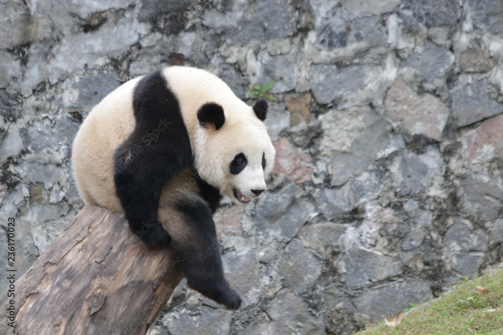Giant Panda is Sitting on the Wood Stool, China