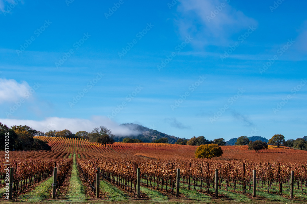Vineyard with Oak Tree with Fall color., Sonoma County, California, USA