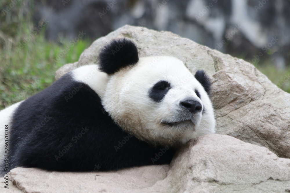 Obraz premium Sleeping Panda, China