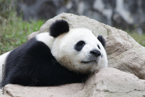 Sleeping Panda, China © foreverhappy