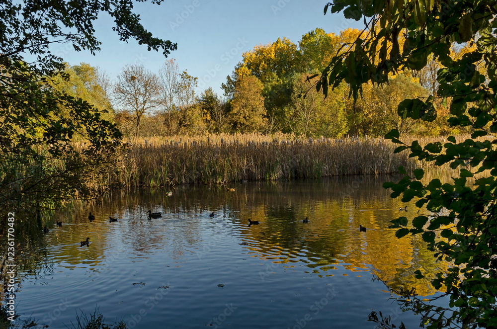 Autumnal multicolor forest with reed or rush and magnetic reflection in the lake, South park, Sofia, Bulgaria 