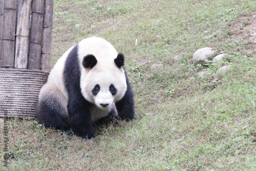 Obraz premium Funny Pose of Giant Panda on the Green Yard, China