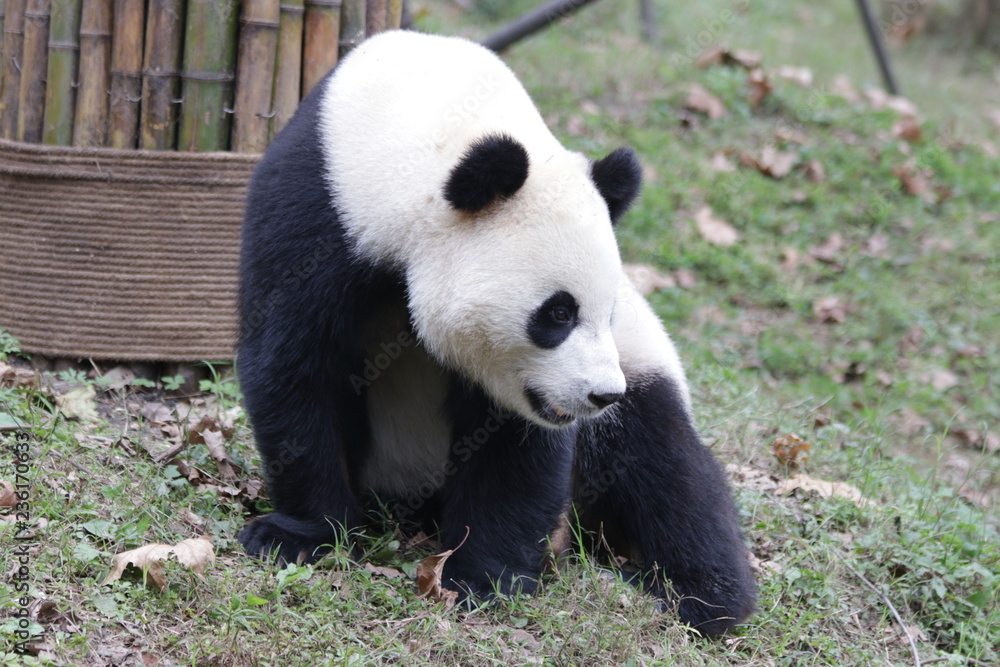 Giant Panda in China Giant Panda in China