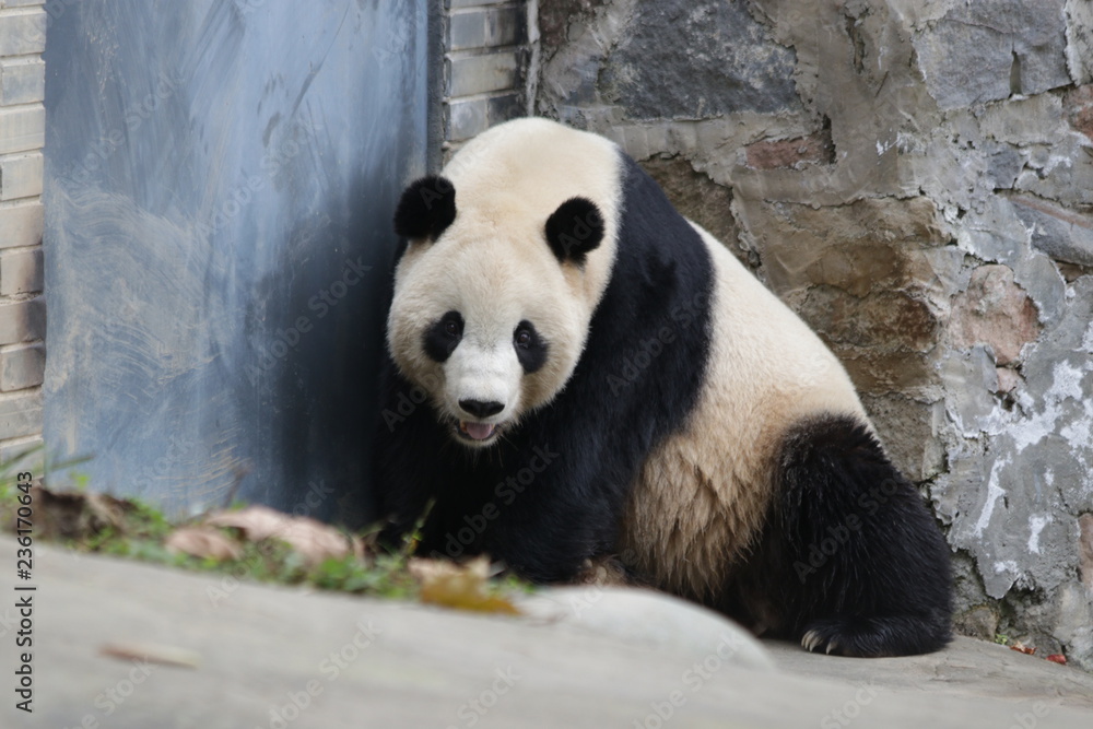 Fototapeta premium Famous Giant panda, Born in U.S.A. name Tai Shan, Dujiangyan , China