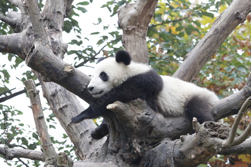 Fototapeta Naklejka Na Ścianę i Meble -  Fluffy Panda Cub Enjoys Chilling Out on the Tree, China