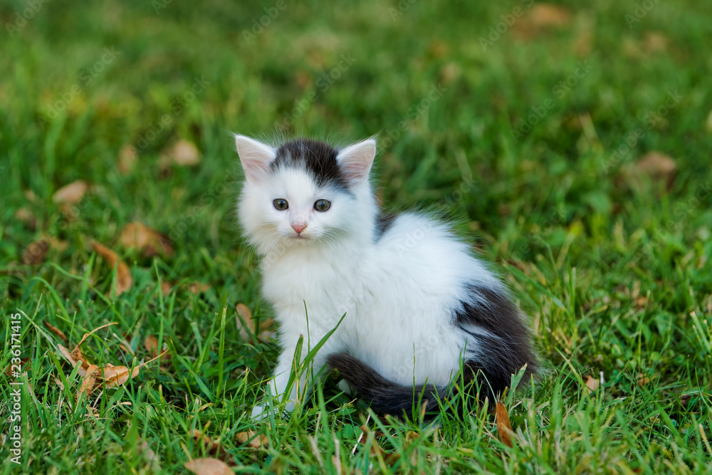 Little white kitten playing on the grass