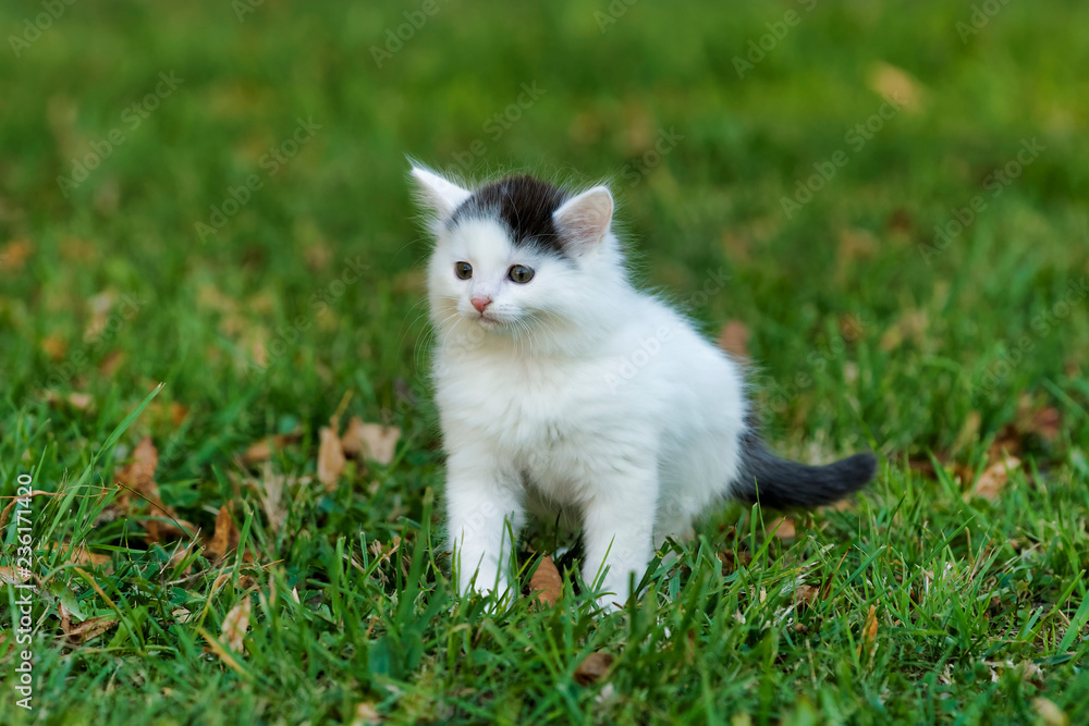 Little white kitten playing on the grass
