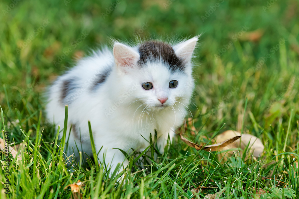 Little white kitten playing on the grass