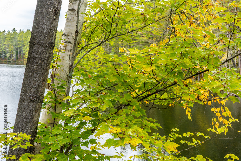 Fototapeta premium Early fall scene near Buck pond in the Adirondack Park of New York State.