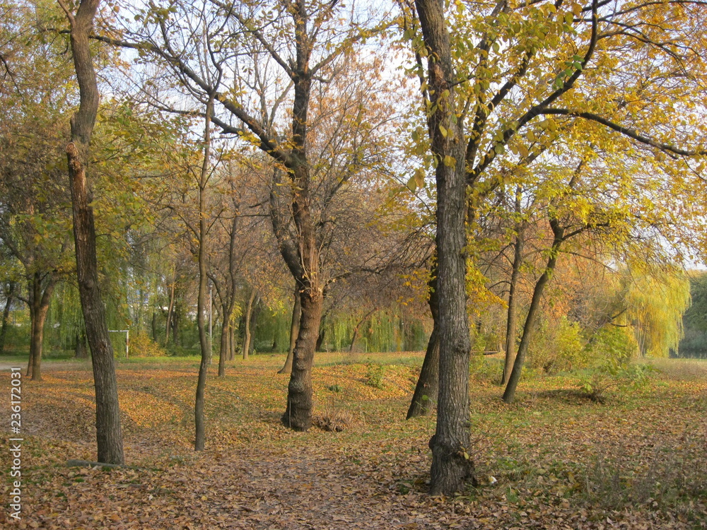 Naklejka premium autumn forest