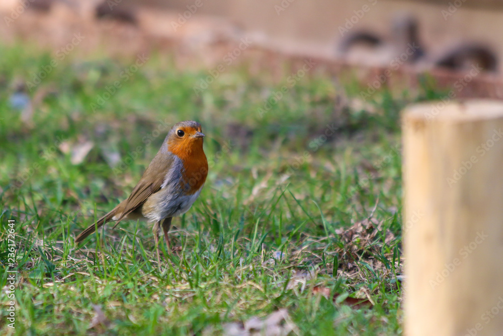Fototapeta premium robin