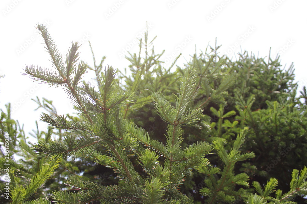 pine tree in forest