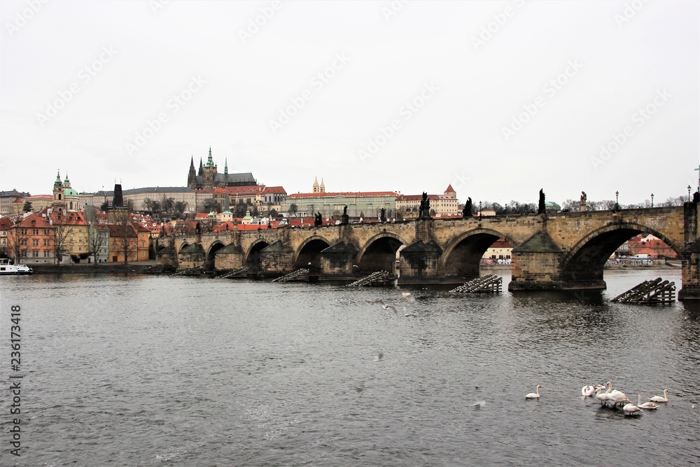 Prague, Czech Republic, January 2015. Swans on the water in front of the famous Charles Bridge.