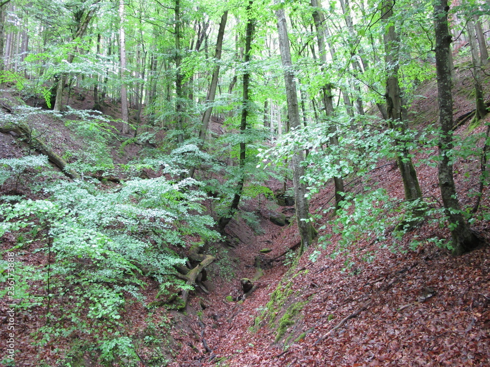 Klinge (kleines Kerbtal) im Frühjahr quer zum Siebenmühlental in Waldenbuch (Kreis Böblingen) Klinge (kleines Kerbtal) im Frühjahr quer zum Siebenmühlental in Waldenbuch (Kreis Böblingen)