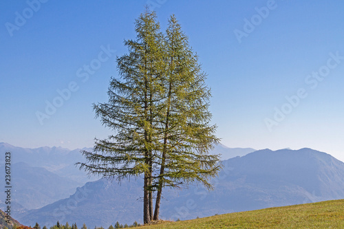Lärche im Gebirge