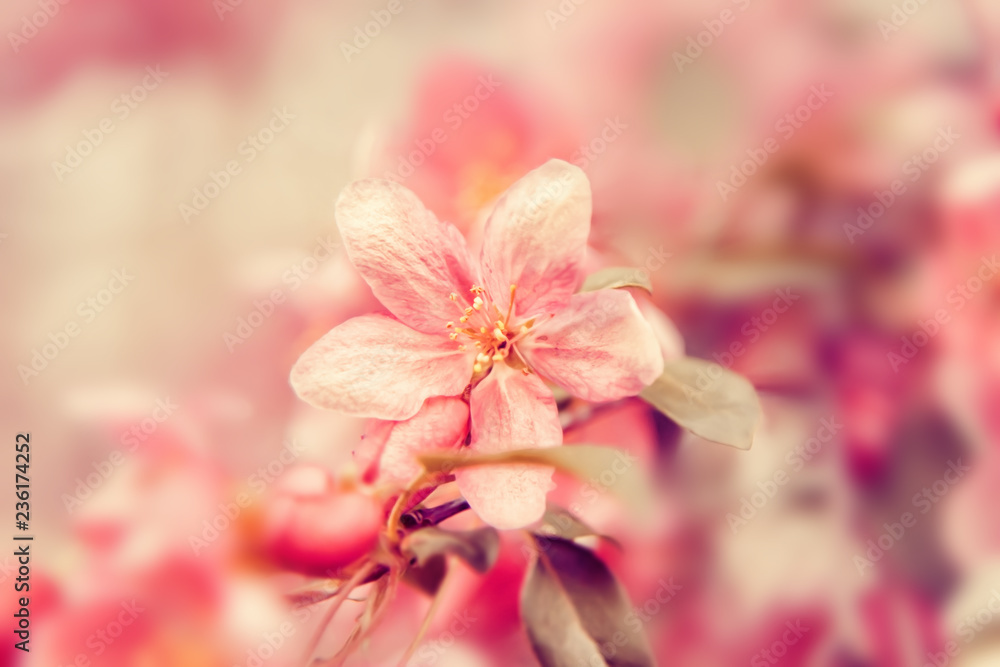 Pink flowers blossom on tree. Nature beautiful floral pastel background